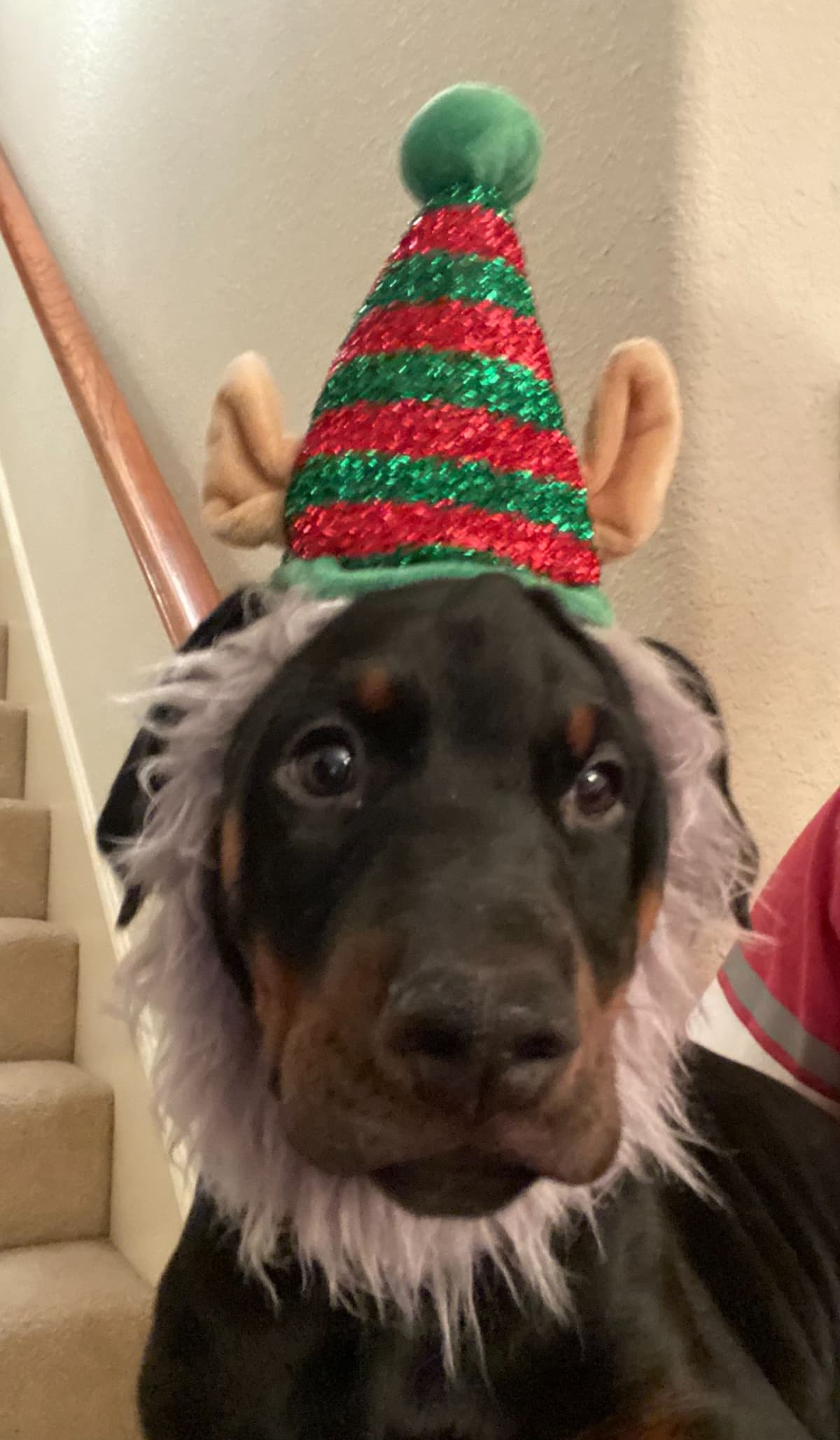 Doberman Pinscher Puppies breeder image 4