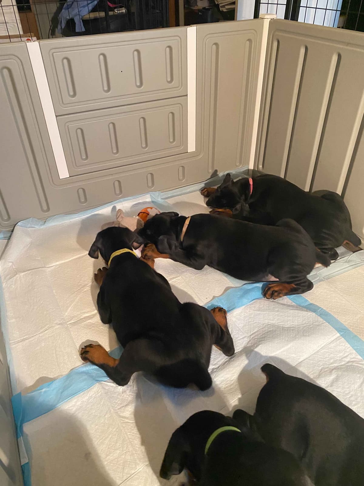 Doberman Pinscher Puppies breeder image 6