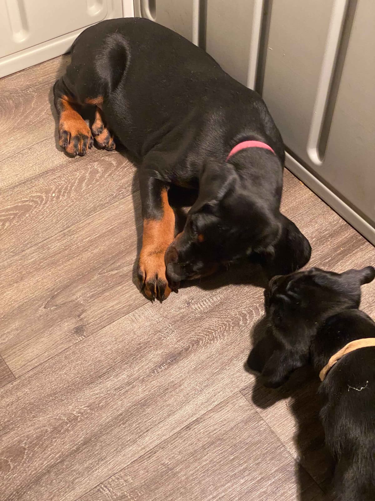 Doberman Pinscher Puppies breeder image 7