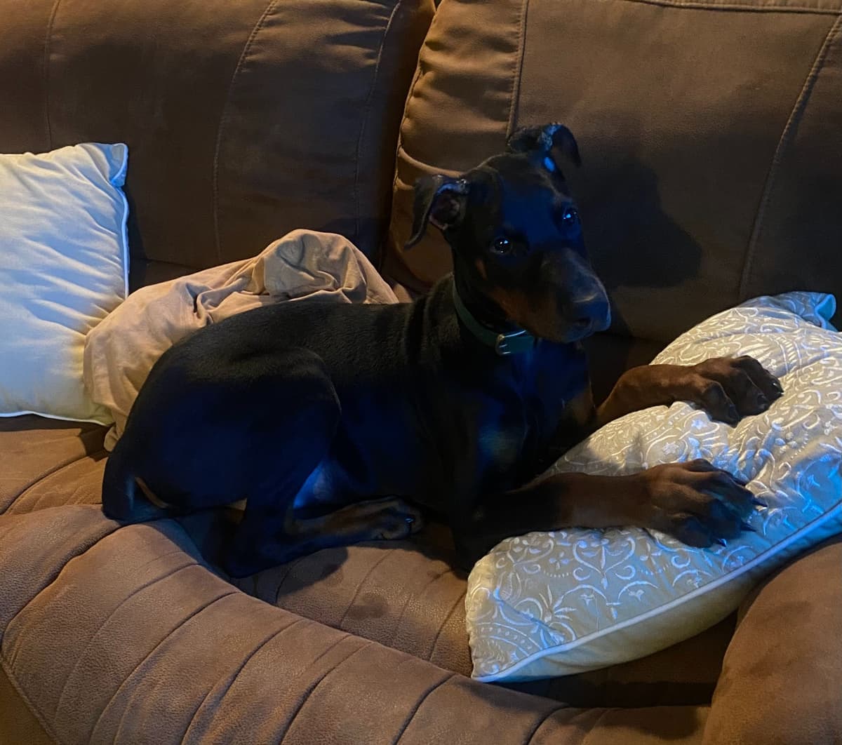 Doberman Pinscher Puppies breeder image 10