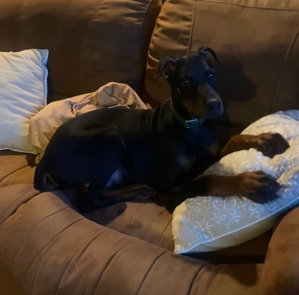 Doberman Pinscher Puppies breeder image 11