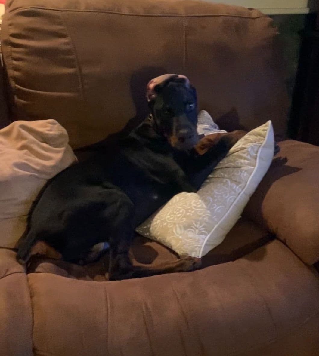 Doberman Pinscher Puppies breeder image 12