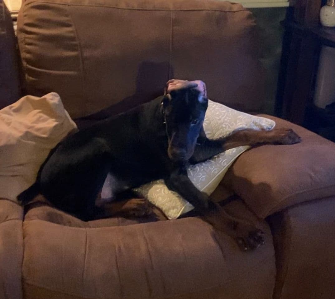 Doberman Pinscher Puppies breeder image 13