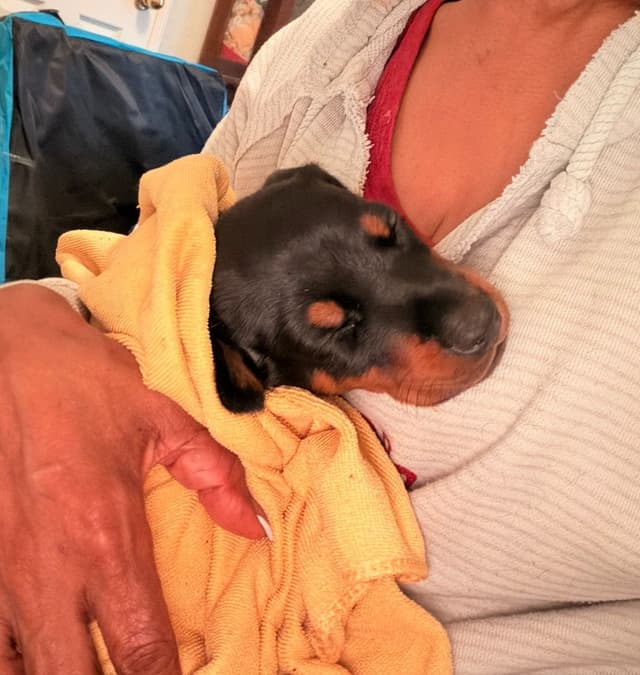 Doberman Pinscher Puppies media 2