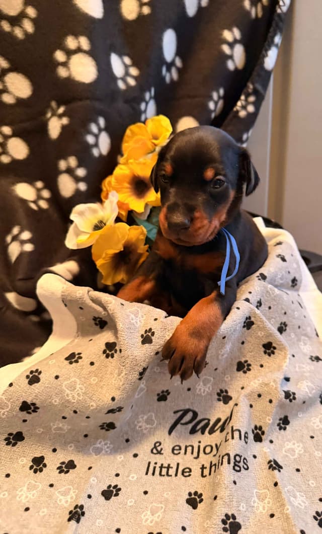 Doberman Pinscher Puppies media 3