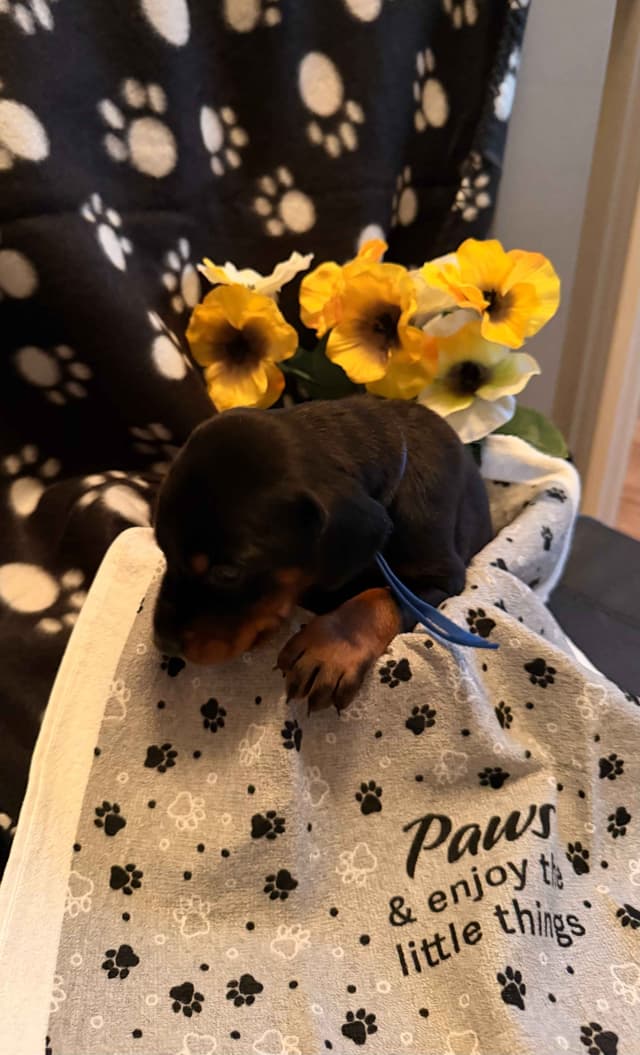Doberman Pinscher Puppies media 4