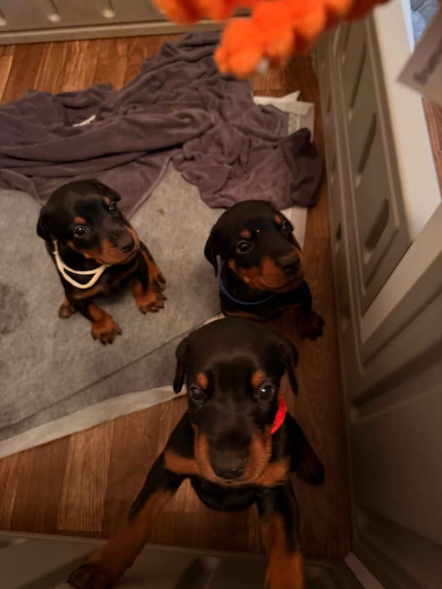 Doberman Pinscher Puppies media 5