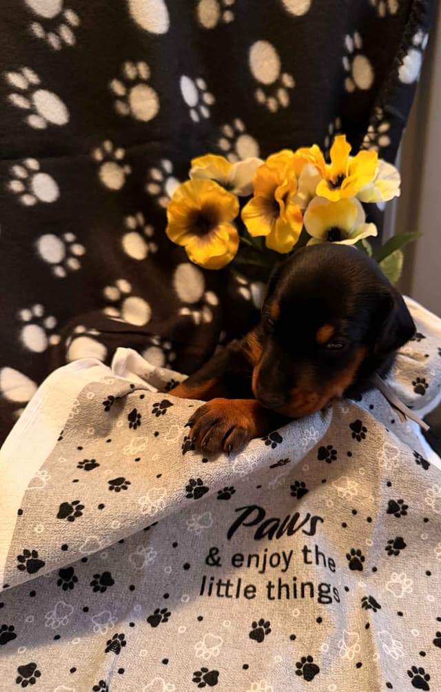 Doberman Pinscher Puppies media 6