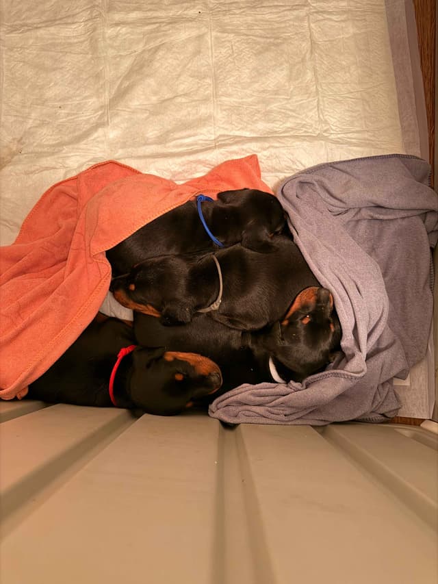 Doberman Pinscher Puppies media 7