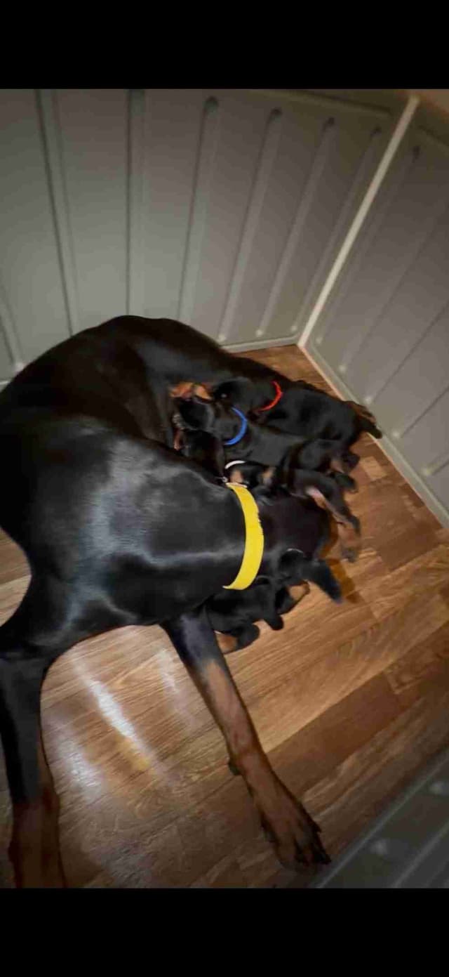 Doberman Pinscher Puppies media 8