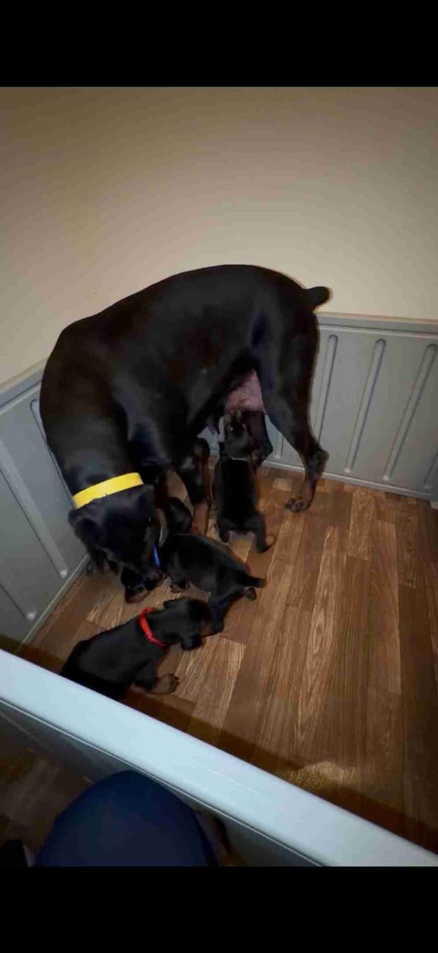 Doberman Pinscher Puppies media 9
