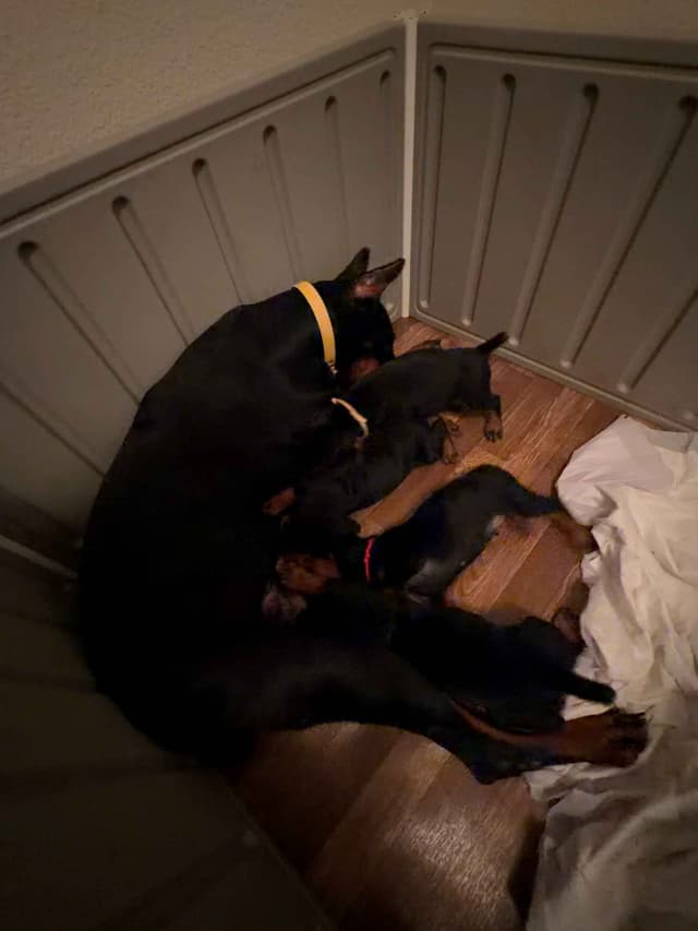 Doberman Pinscher Puppies media 10