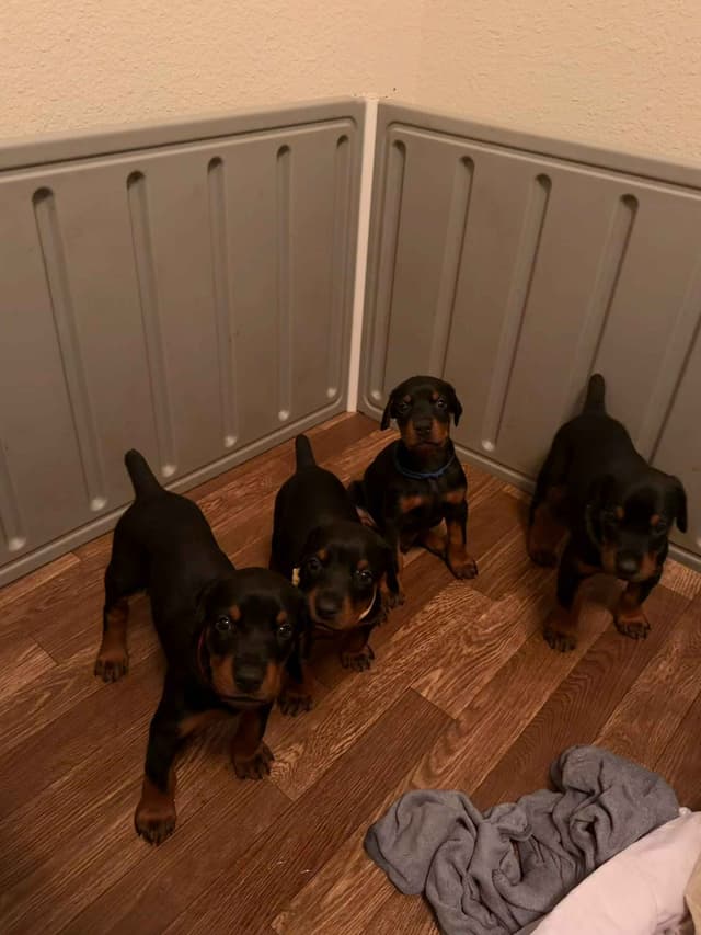Doberman Pinscher Puppies media 11