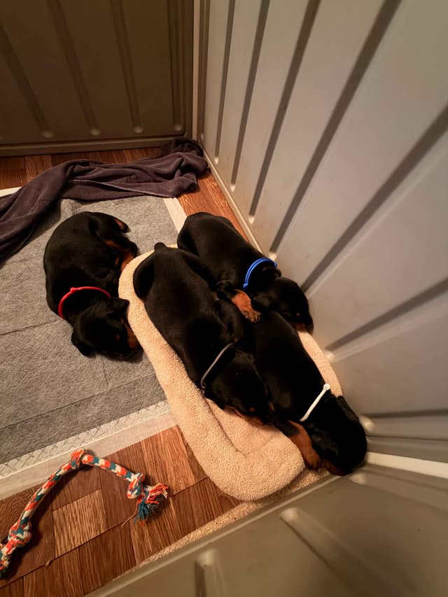 Doberman Pinscher Puppies media 12