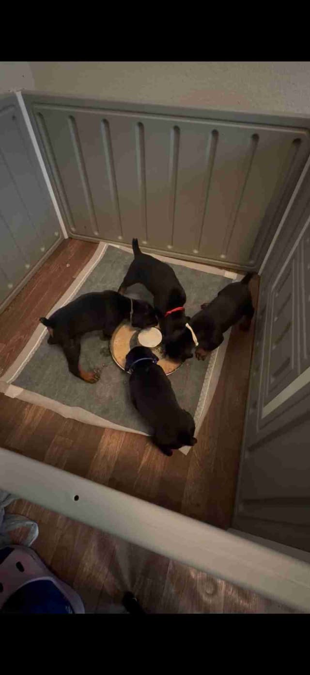 Doberman Pinscher Puppies media 13