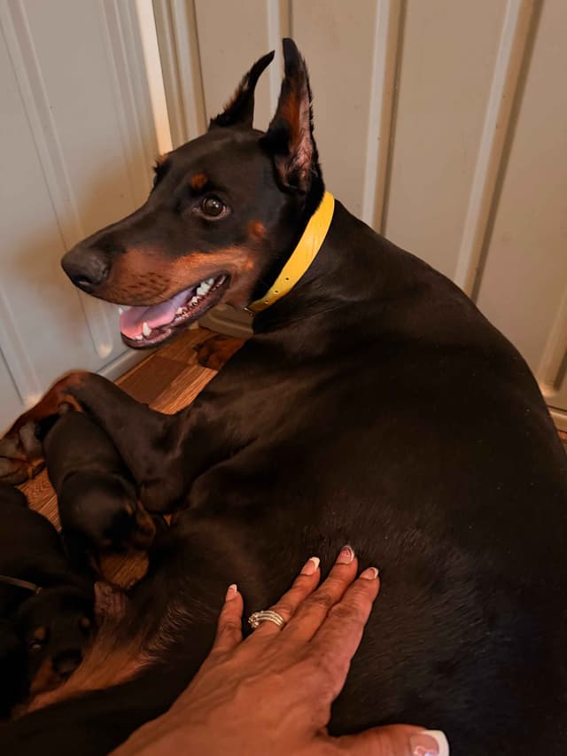 Doberman Pinscher Puppies media 14