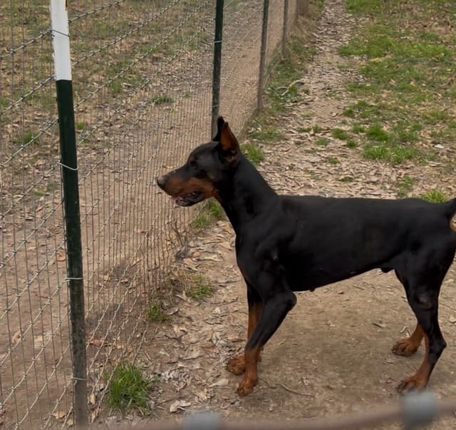 Doberman Pinscher Puppies media 16