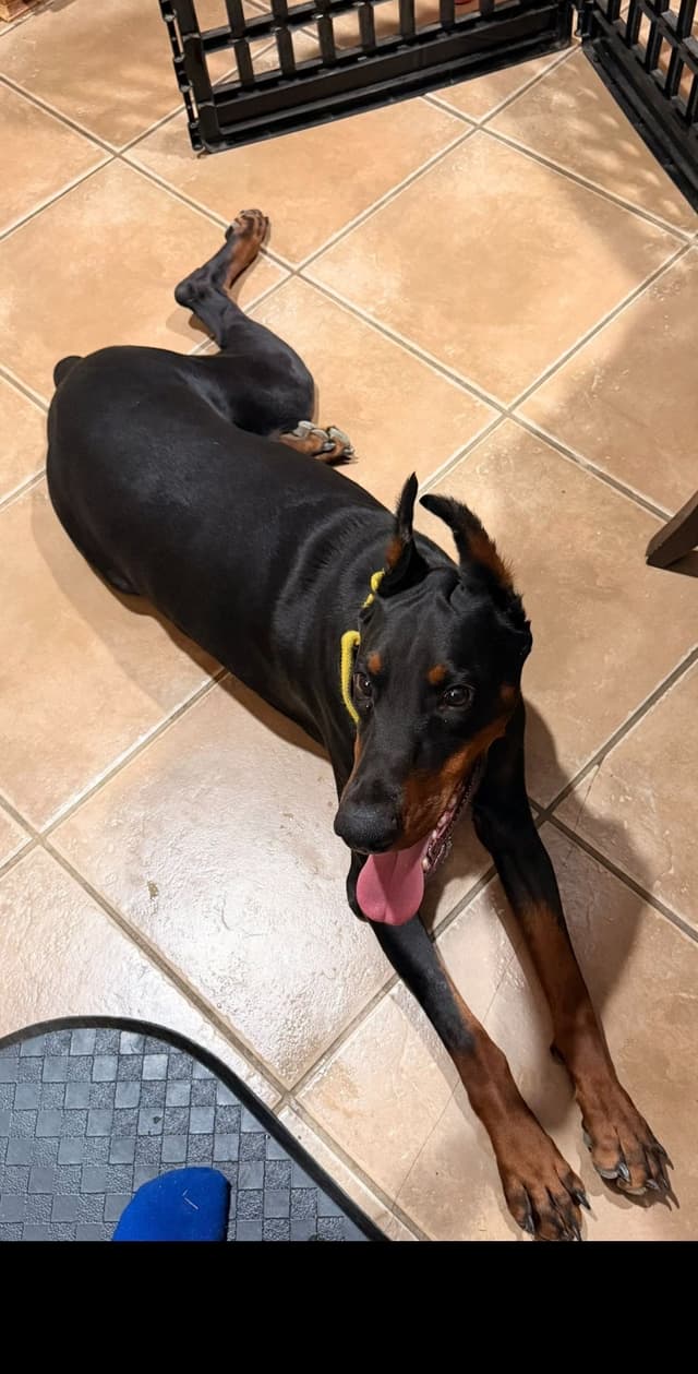 Doberman Pinscher Puppies media 15