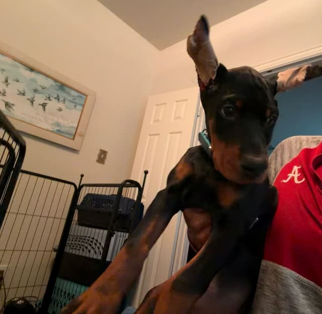 Doberman Pinscher Puppies media 17