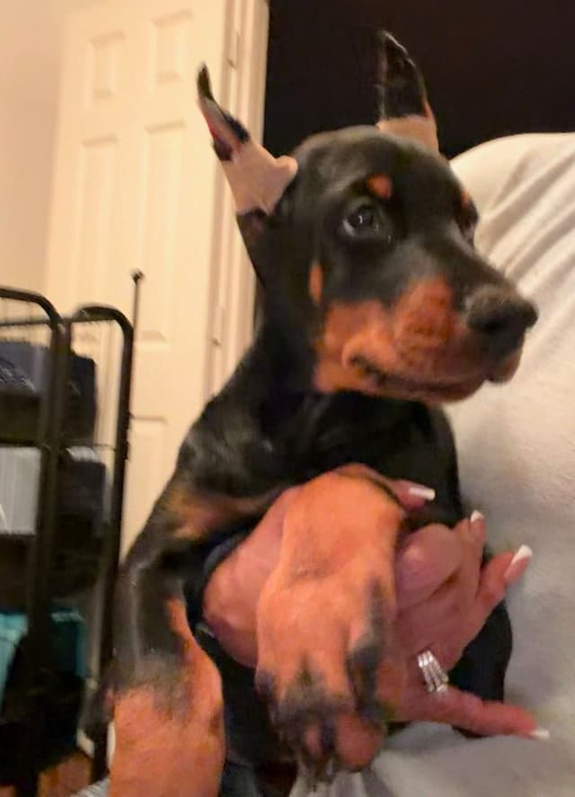 Doberman Pinscher Puppies media 18
