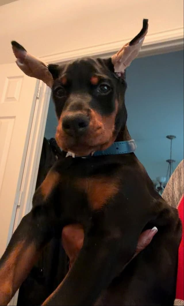 Doberman Pinscher Puppies media 19
