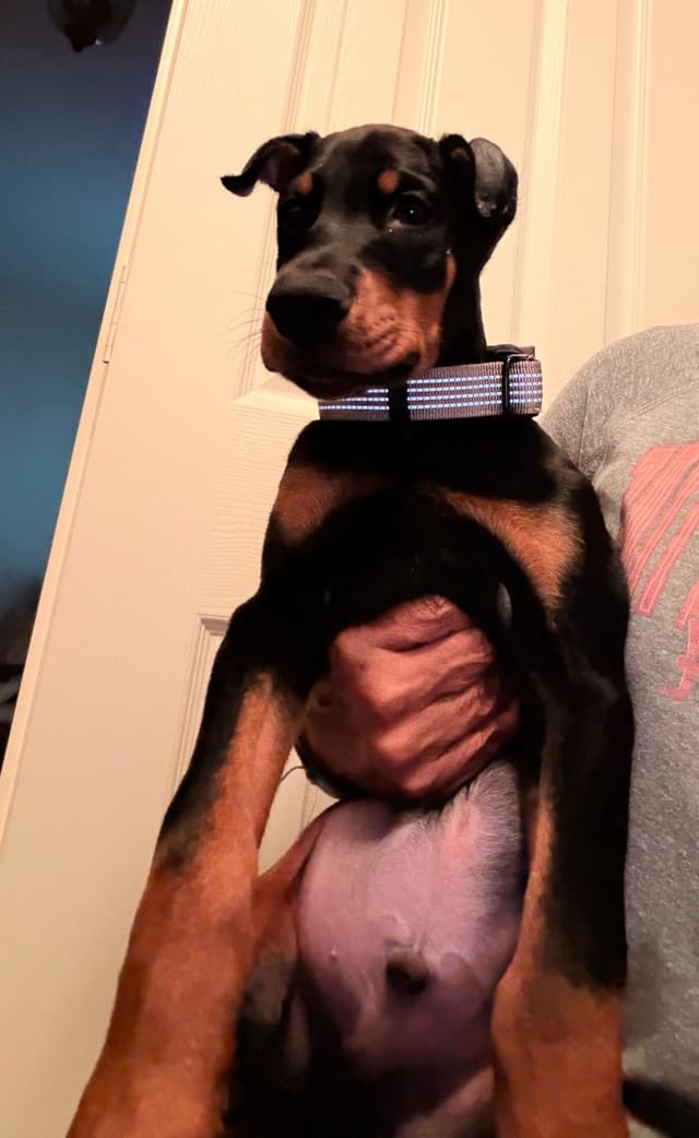 Doberman Pinscher Puppies media 21