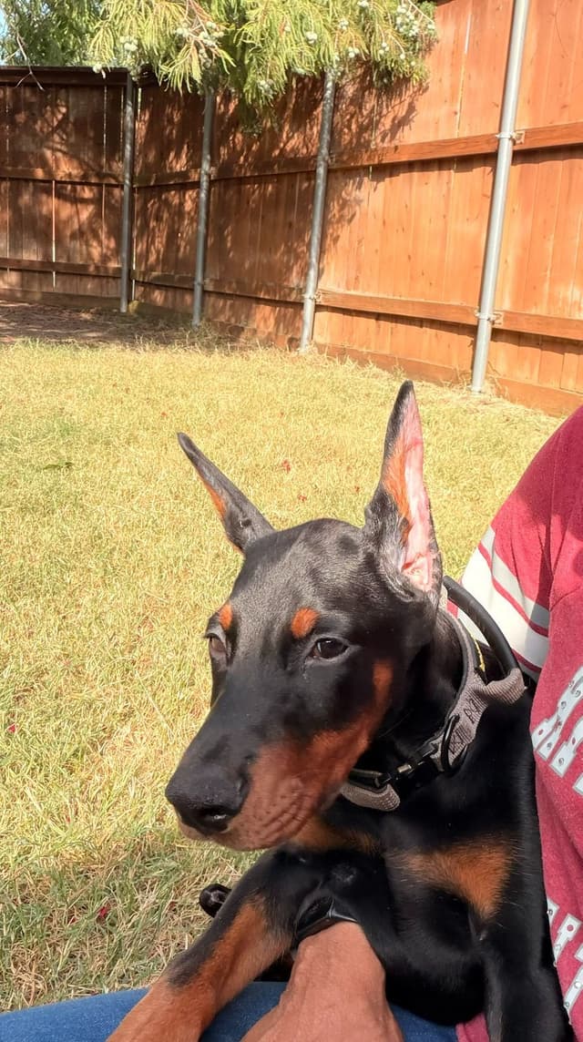 Doberman Pinscher Puppies media 22