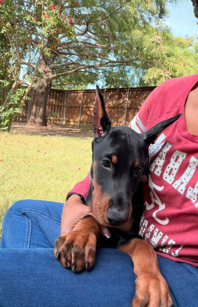 Doberman Pinscher Puppies media 24