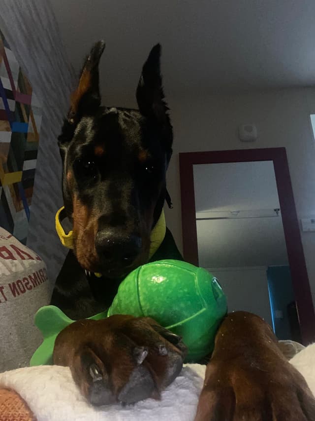 Doberman Pinscher Puppies media 26