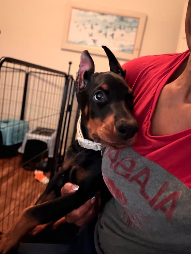 Doberman Pinscher Puppies media 27