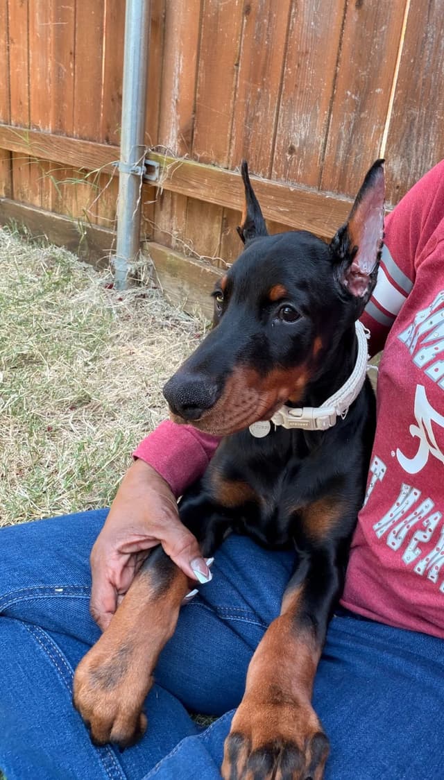 Doberman Pinscher Puppies media 28