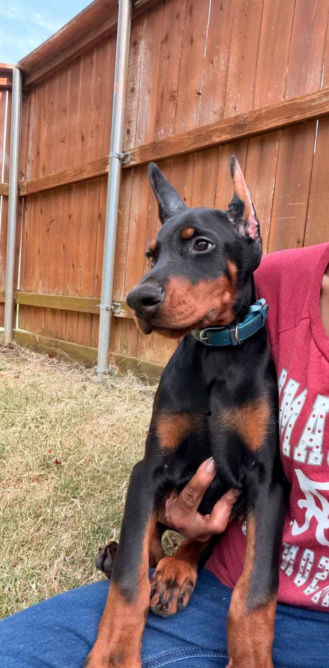 Doberman Pinscher Puppies media 29
