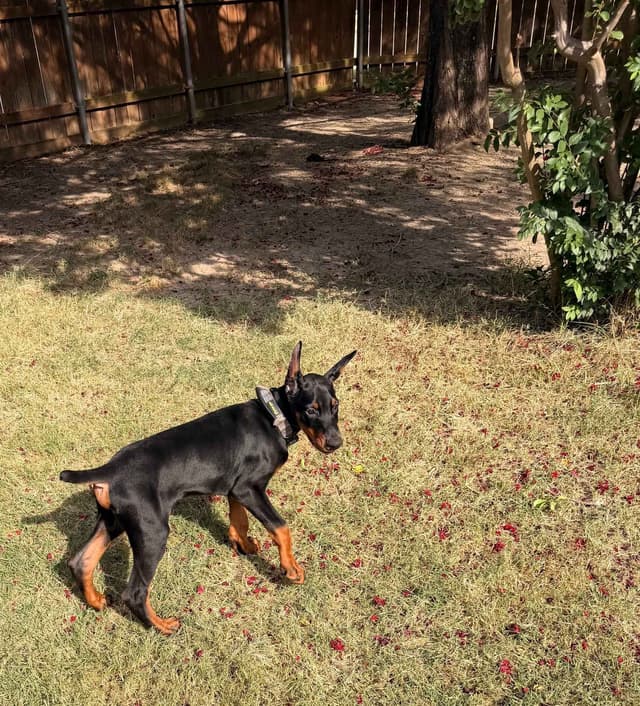 Doberman Pinscher Puppies media 30