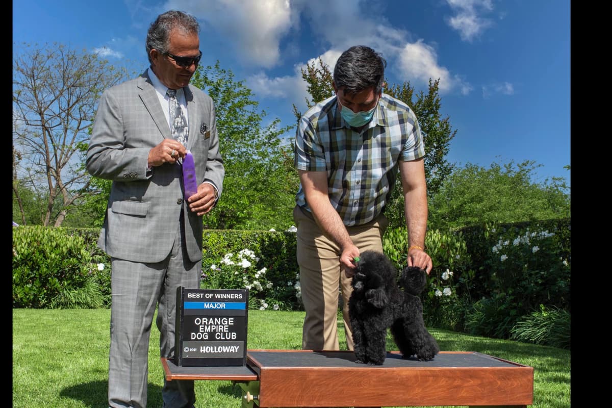 Poodle Puppy breeder image 22