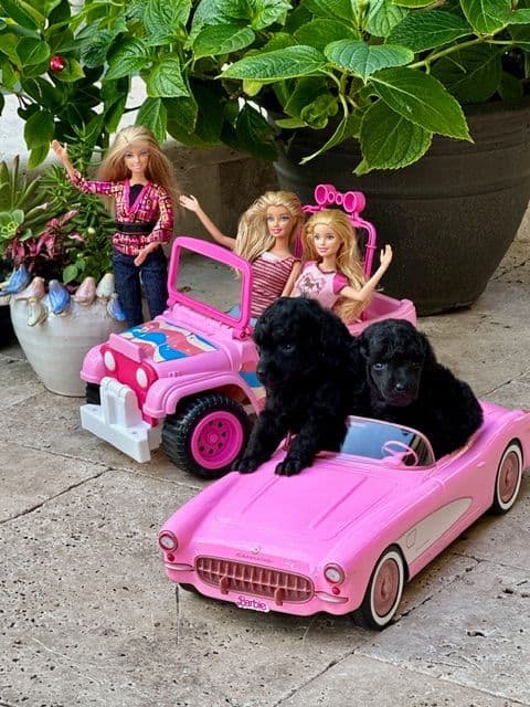 Poodle Puppy breeder image 2