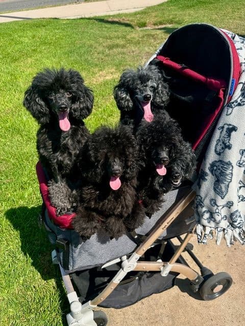 Poodle Puppy breeder image 16