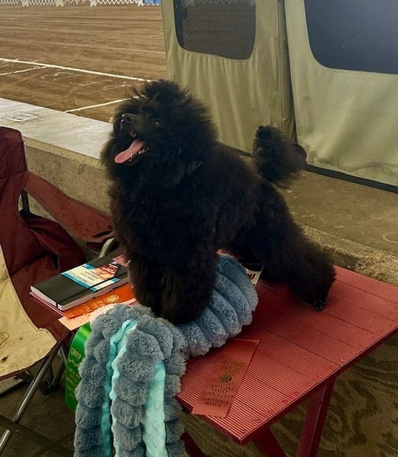 Poodle Puppy breeder image 13