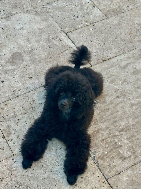 Poodle Puppy breeder image 14