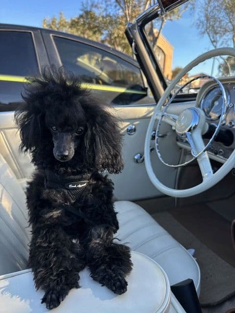 Poodle Puppy breeder image 17
