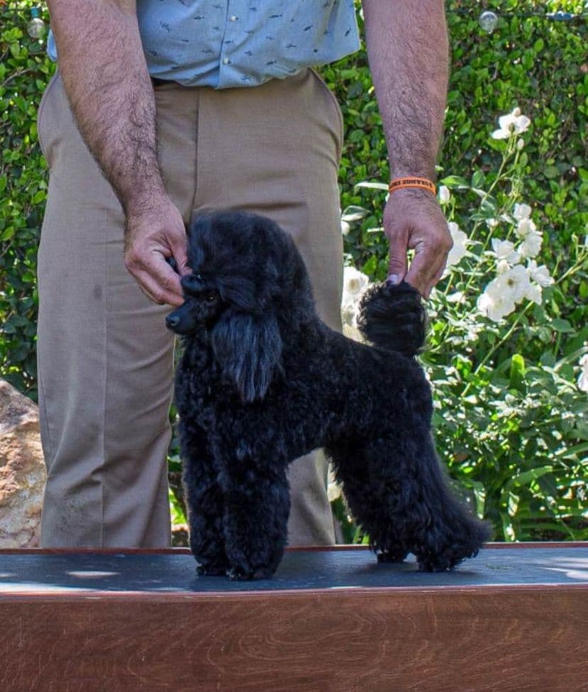 Poodle Puppy breeder image 1