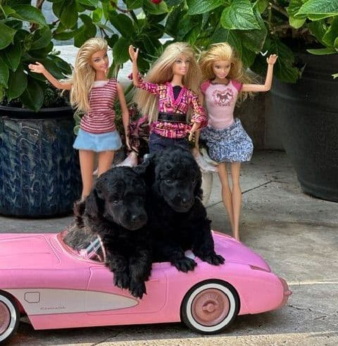 Poodle Puppy breeder image 21