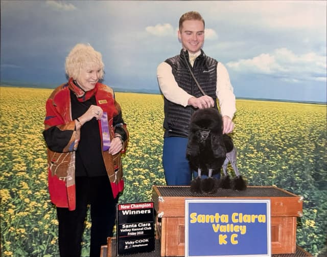 Poodle Puppy media 3