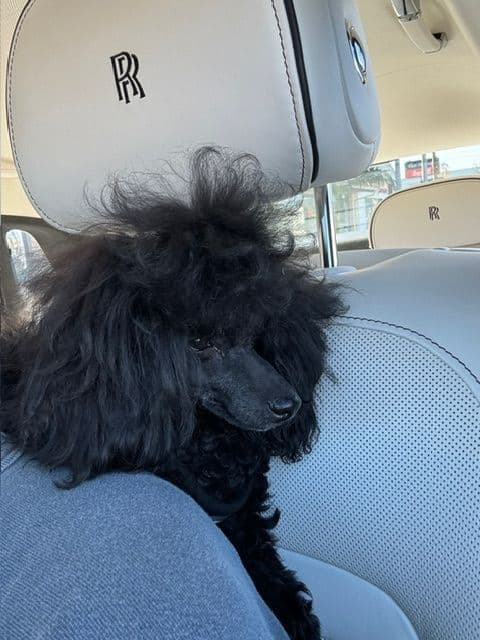Poodle Puppy media 7