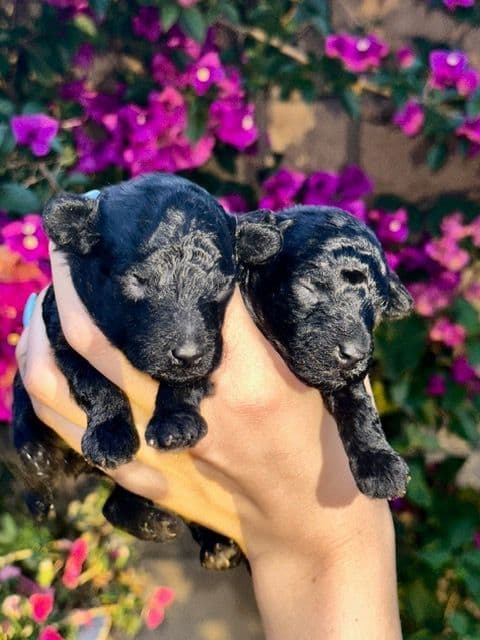 Poodle Puppy media 9