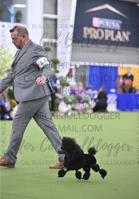 Poodle Puppy media 11