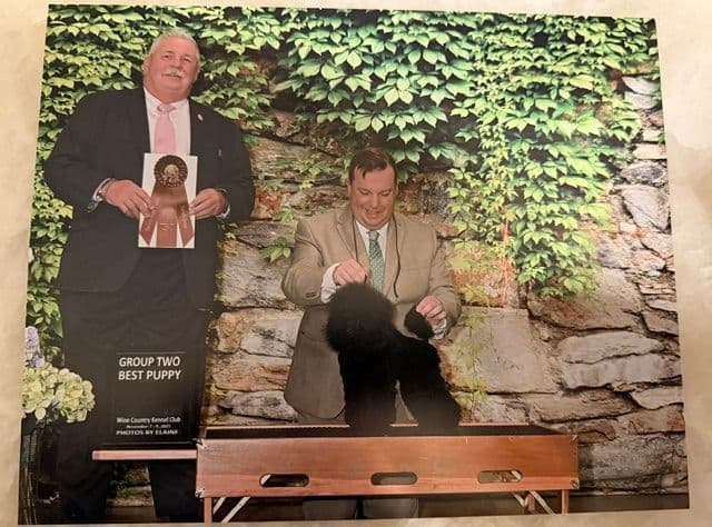 Poodle Puppy media 14