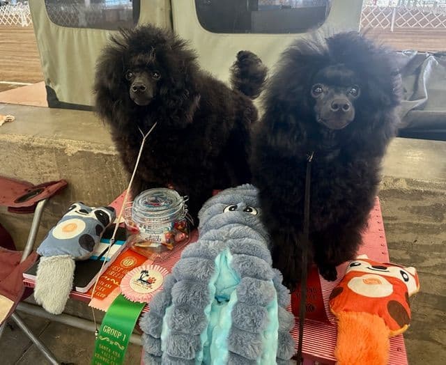 Poodle Puppy media 16
