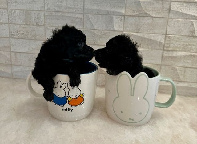 Poodle Puppy media 17