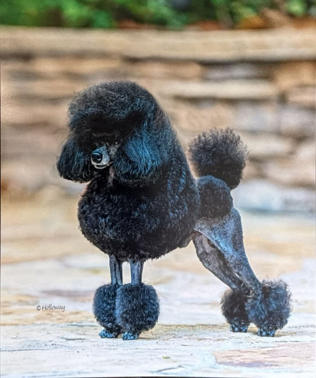 Poodle Puppy breeder image 8