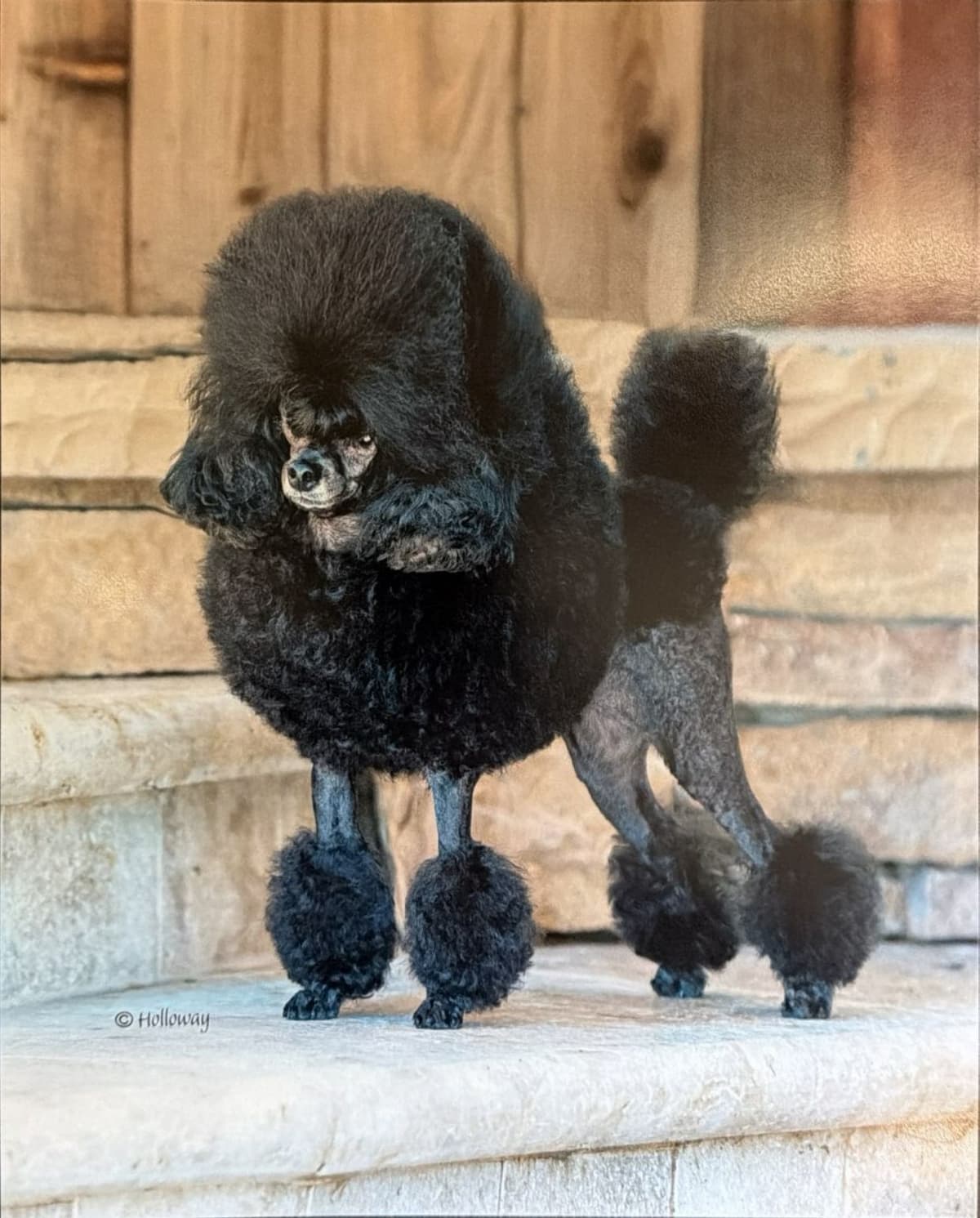 Poodle Puppy breeder image 9